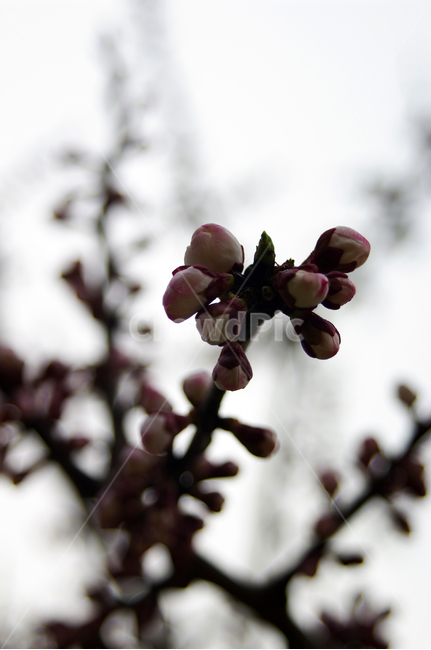 봄,spring,계절,식물,plant,자연,nature,꽃,flower,매화,식물,자연,plants,nature,꽃,flower