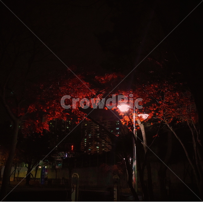 밤,야경,단풍나무,단풍잎,maple,조명,가로등,감성,나무,tree