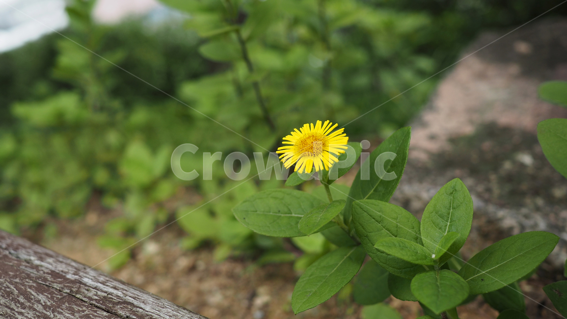 야생화,꽃,야생식물,wildflower,flower,식물,자연,plants,nature,꽃,flower