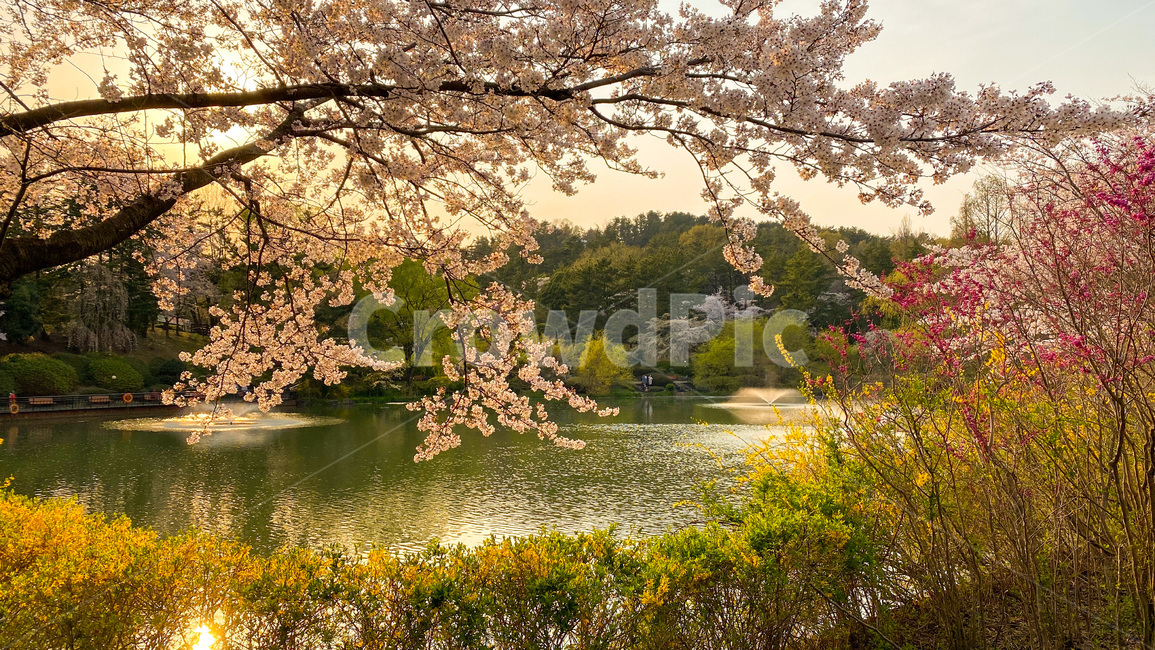벚꽃,봄꽃,봄,flower,꽃,식물,plant,cherryblossom,파노라마,blossom,호수