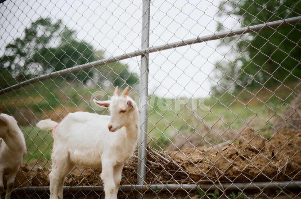 염소,시골,필름,필름사진,아날로그,유산양,동물,animal,포유류,mammal,감성,sensible,feeling,산업,industry,industrial,목축업,목장,livestock farming,ranching,pasture