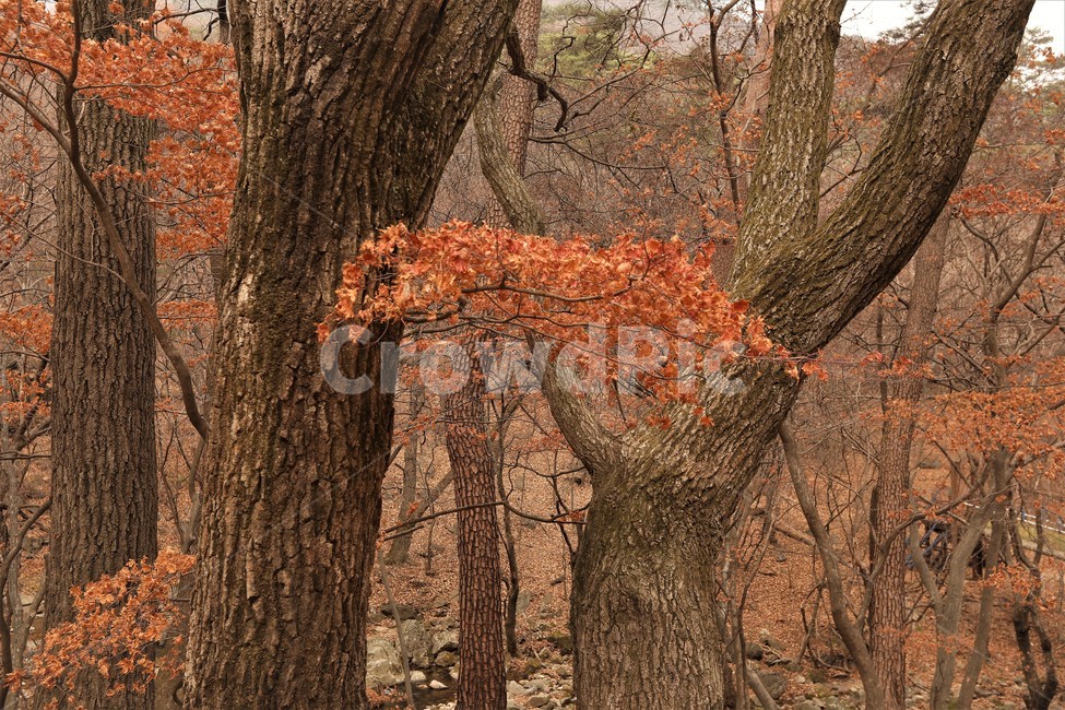 단풍,경치,풍경,자연,산,가을,계절,fall,autumn,season,자연,풍경,nature,landscape,tree,나무,plant,식물,tree trunk,나무 줄기