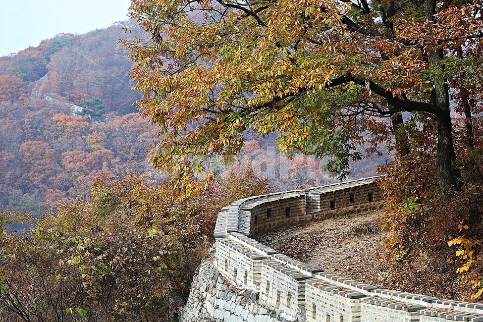 남한산성,성,성곽,단풍,낙엽,길,둘레길,숲,숲길,담,돌담,가을,자연,풍경,벽,울긋불긋,산성,식물,가을,계절,fall,autumn,season,한국전통,한국문화,korean traditional,korean culture,tree,나무,plant