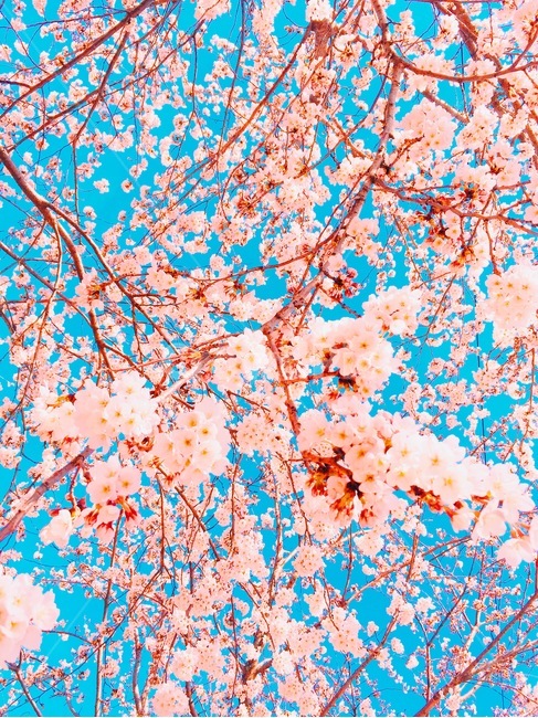 벚꽃,봄,벚꽃나무,꽃,꽃잎,식물,자연,plants,nature,꽃,flower