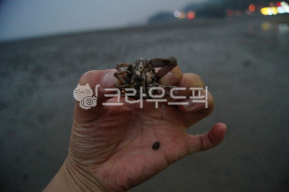 ocean,experience,foreshore,crab,Ganghwa Island