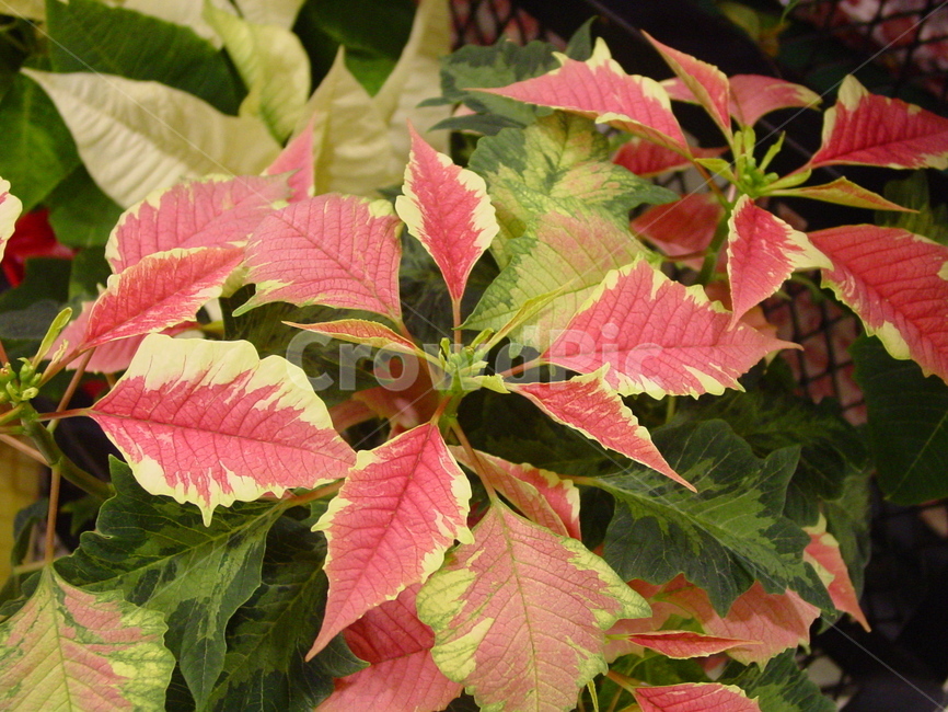 크리스마스,겨울식물,잎,veins,plant,leaf,식물