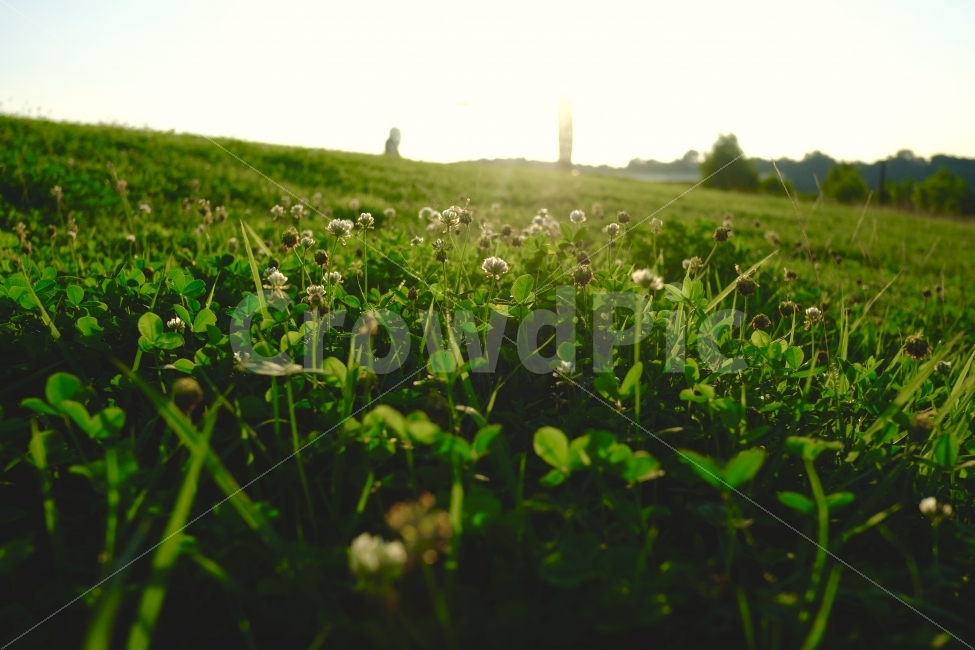 풍경,해,꽃,자연,휴가,자연,풍경,nature,landscape,휴식,힐링,rest,relaxation,healing,field,들,grassland,목초지,outdoors,옥외,grass,잔디,plant,식물,rural,농촌,farm,농장