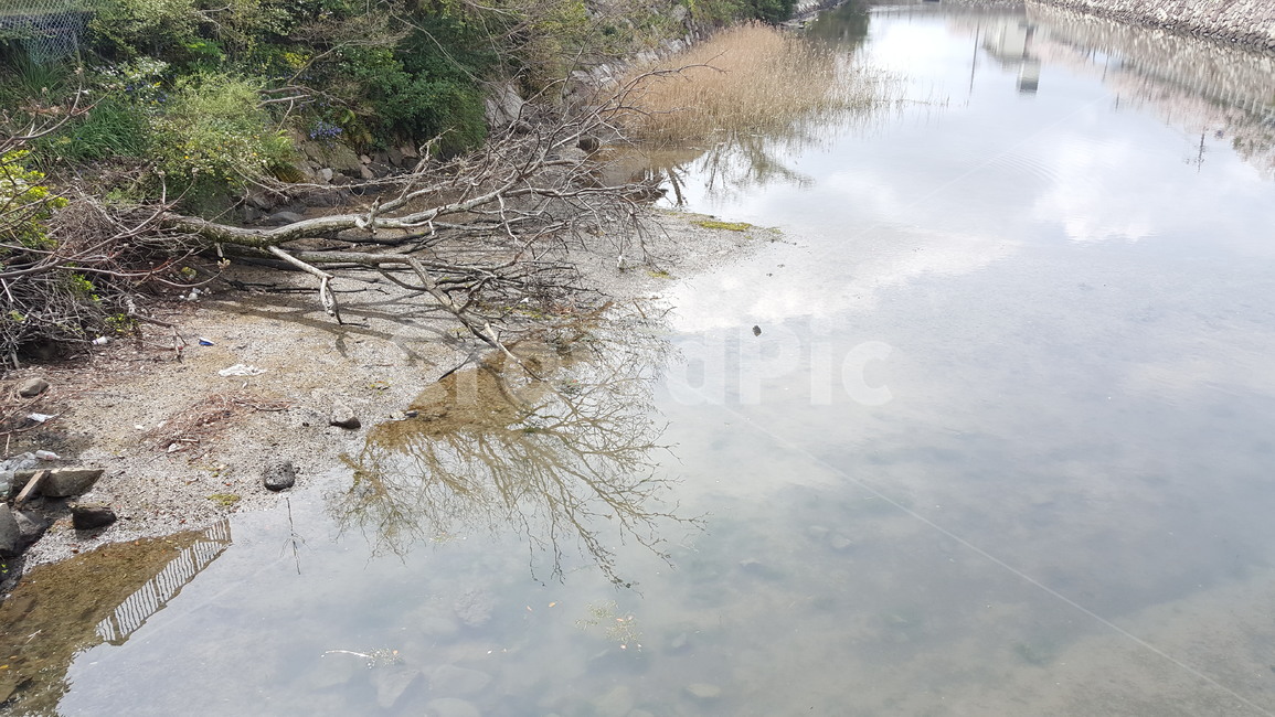 lying tree,dead tree,Riverside,water surface
