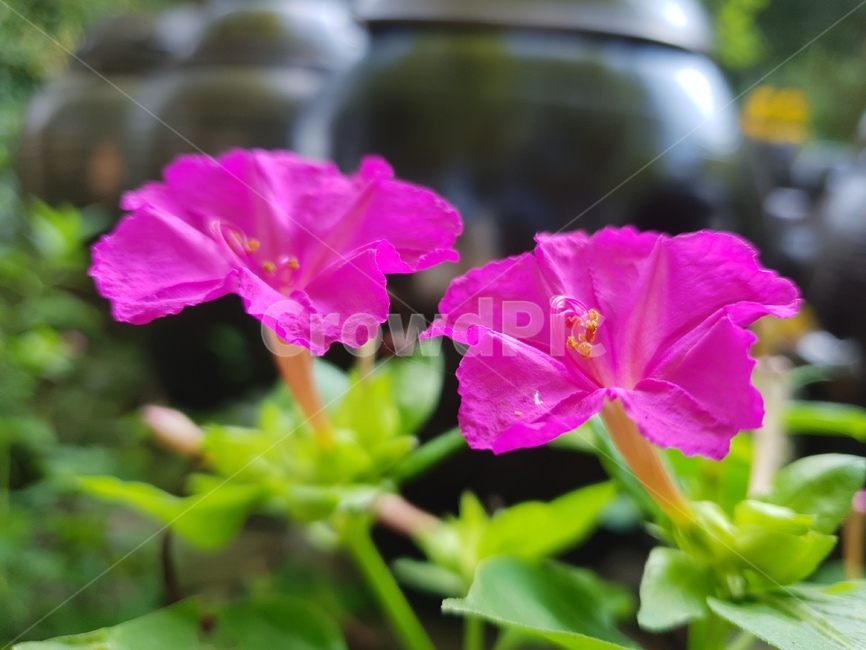 초록,그린,식물,자연,plant,분꽃,nature,plants,green,flower,pink,식물,자연,plants,nature,꽃,flower