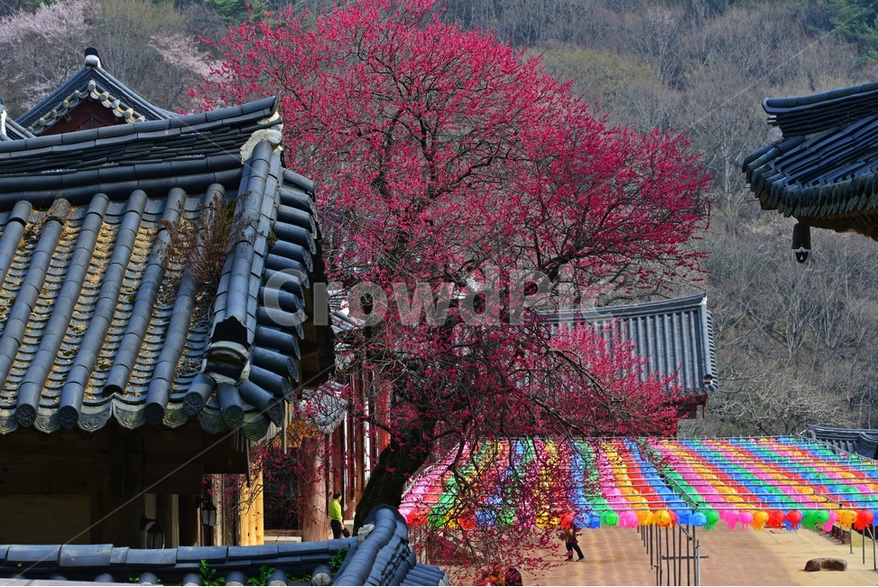 outdoors,옥외,architecture,건축물,building,건물,plant,식물,구례,화엄사,사찰,절,불교,연등,부처님오신날,유적지,문화재,경치,경관,풍경,홍매화,흑매,화엄사홍매화