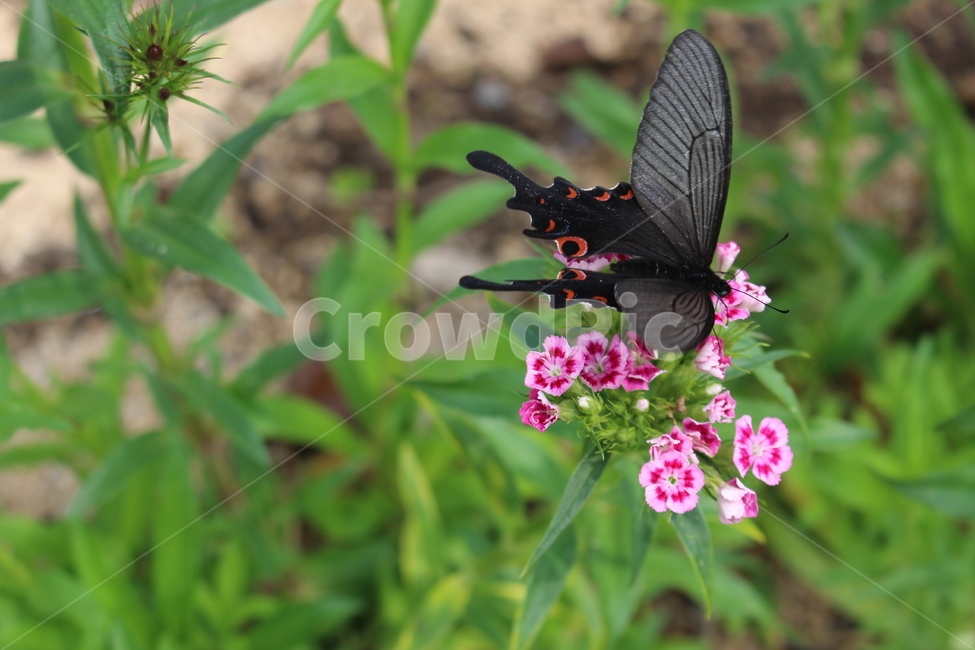 나비,꽃,풀,야생화,감성,식물,자연,plants,nature,꽃,flower,동물,animal,곤충,벌레,insect,bug