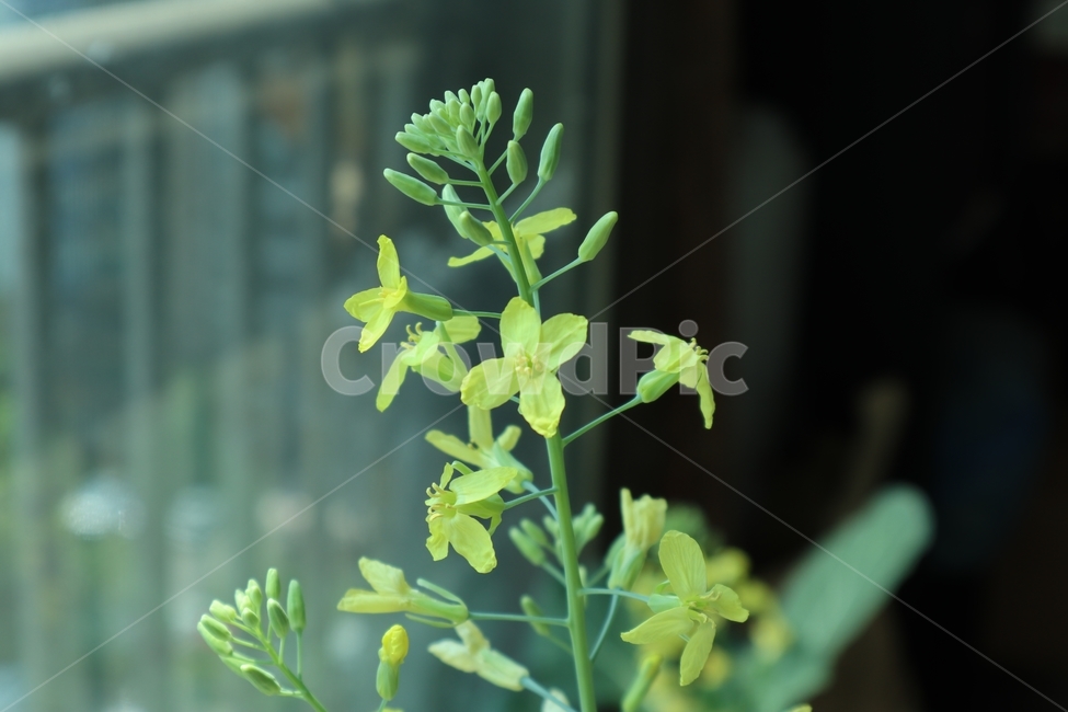 꽃,봄,노란꽃,꽃봉오리,예쁜,봉오리,귀여운,사랑스런,색감,flower,bud,spring,자연,계절,케일,꽃수술,yellow,pretty,lovely,nature,season,작은,small,colorsense,colorsensitivity,feelingofcolor,연두색,lightgreen