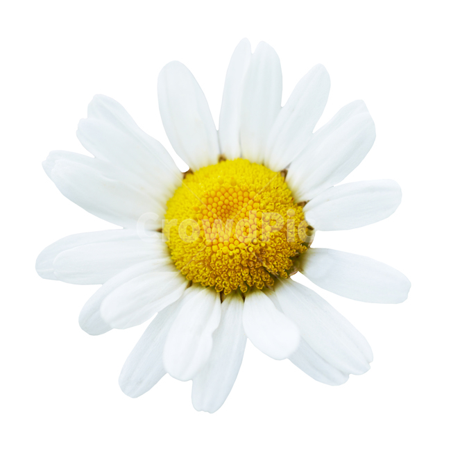 식물,꽃,흰꽃,누끼,흰색배경꽃,flower