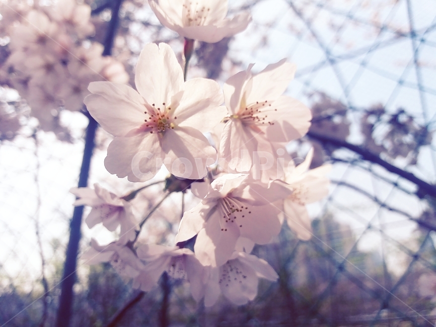 꽃,식물,벚꽃,flower,cherryblossom