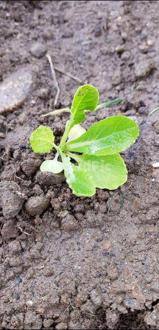 plant,식물,배추모종,모종,배추,도시농부,주말농장