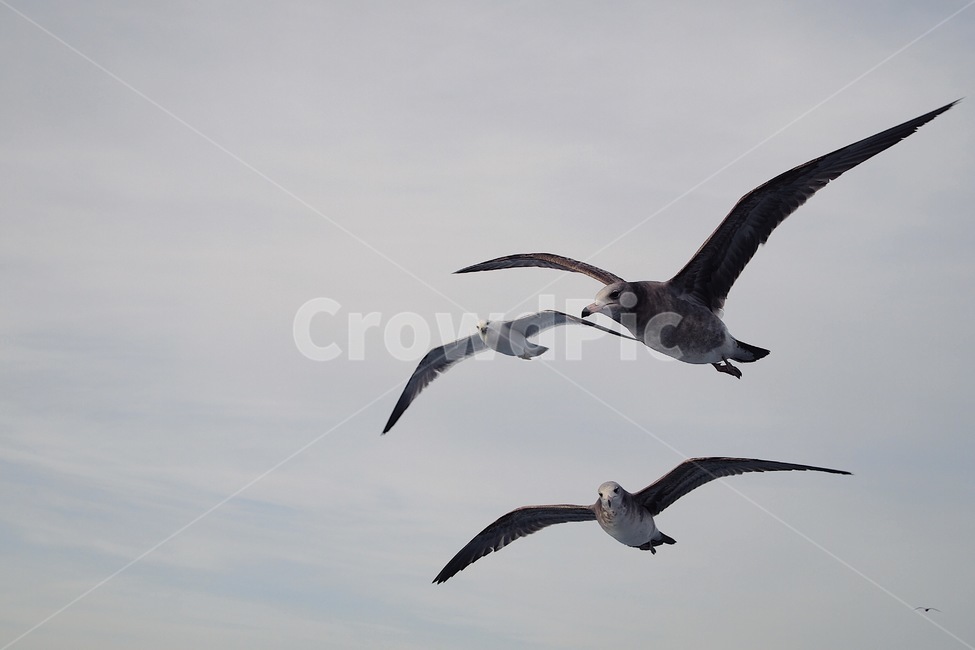 갈매기,하늘,동물,새,자연,풍경,동물,animal,조류,새,birds