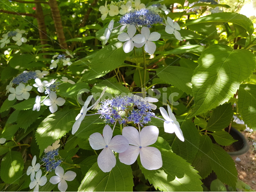 수국,여름꽃,꽃,수국화분,핑크수국,연보라수국,자색수국,식물,꽃나무,식물,자연,plants,nature,꽃,flower