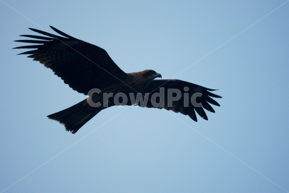 솔개,조류,새,하늘,날개,비행,동물,animal,조류,새,birds