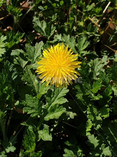 꽃,봄,자연,들꽃,감성적,식물,자연,plants,nature,꽃,flower