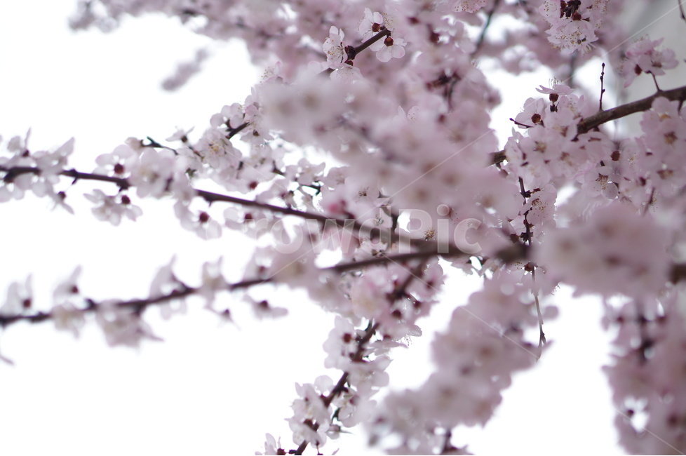 매화,핑크,봄,나무,향기,맑음,봄,계절,spring,season,식물,자연,plants,nature,꽃,flower,plant,blossom