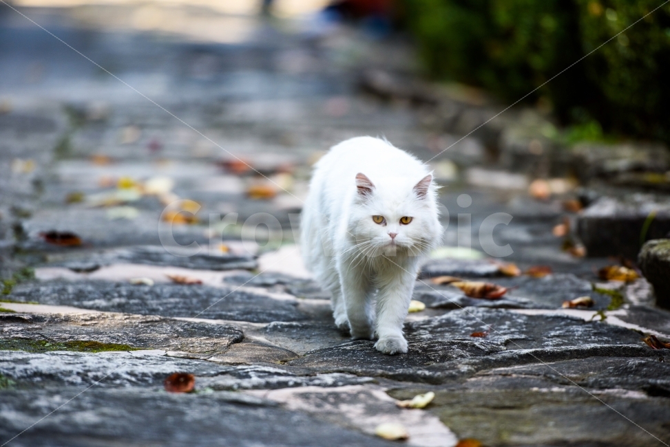 고양이,고양이사진,감성,동물,야옹이,동물,animal,포유류,mammal,고양이,cat,kitten,kitty