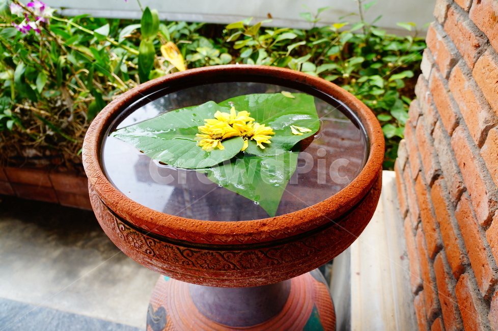 plant,식물,leaf,잎,조경