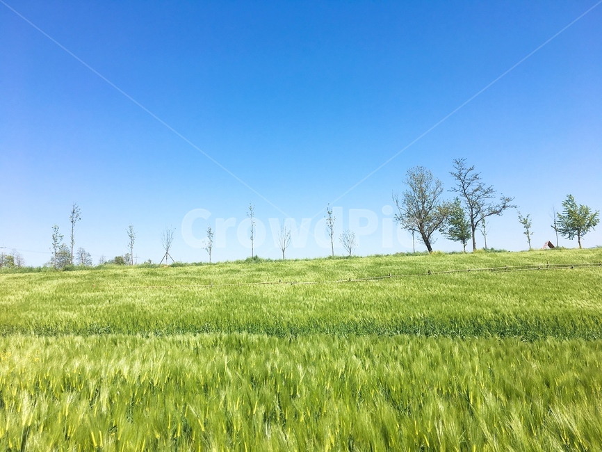청보리,청보리밭,식물,plant,자연,grass,나무,하늘,고창,고창청보리밭,자연,풍경,nature,landscape