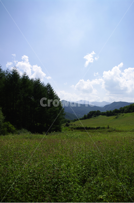 하늘,식물,초록,풍경,구름,자연,field,nature,목초지,나무,tree,plant,자연,풍경,nature,landscape