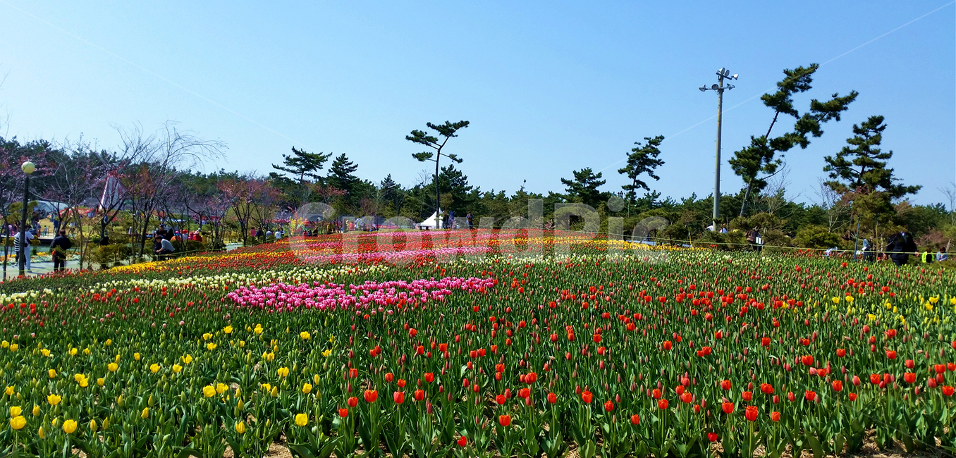 자연풍경,landscpephoyo,충남태안튤립축제,chungnamtaeantulipfestivel,식물,plant,색상,색감,color,튤립,tulip