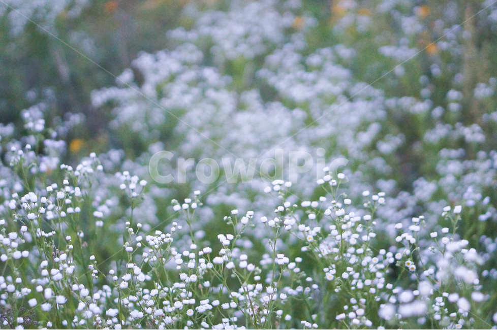 꽃,개망초,하양,풍경,초록,식물,식물,자연,plants,nature,꽃,flower