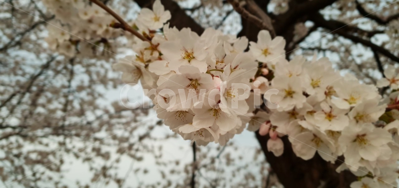 벚꽃,봄,꽃송이,flower,cherryblossom,식물,봄,계절,spring,season,식물,자연,plants,nature,꽃,flower,plant,blossom,cherry blossom