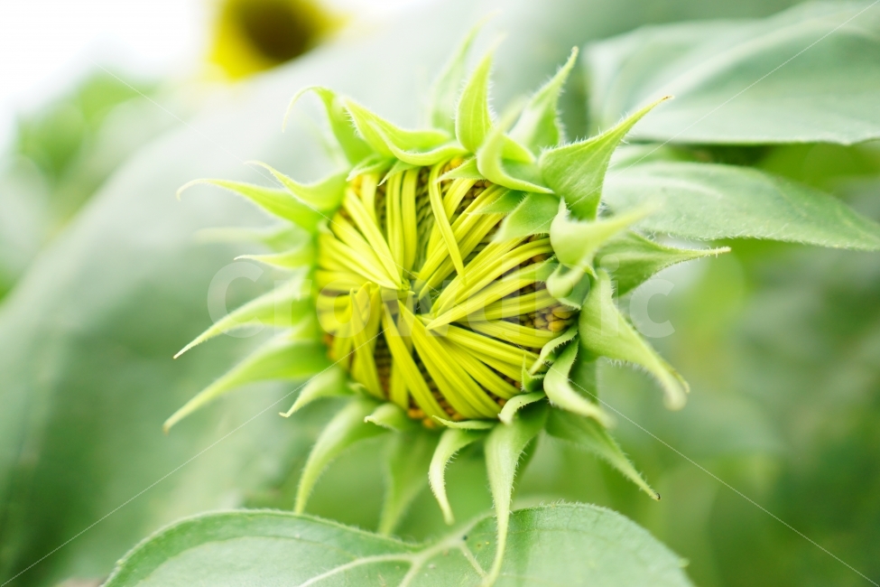 해바라기,해바라기꽃,꽃,꽃사진,플라워,flower,flowers,sunflower,자연,nature,식물,plant,이파리,꽃잎,감성,감성사진,힐링,힐링사진,스냅,스냅사진,스넵,스넵사진,snap,snapshot,느낌,분위기,여름,summer,8월,여름꽃,feel,feeling,계절,season,화단,꽃밭,노랑색,노란색,색깔,칼라,color,색감,꽃봉오리,flowerbuds,bud,한국의자연,한국자연,korea,초가을,늦여름,autumn,fall,9월,September,가을꽃,여름,계절,summer,season,식물,자연,plants,nature,꽃,flower