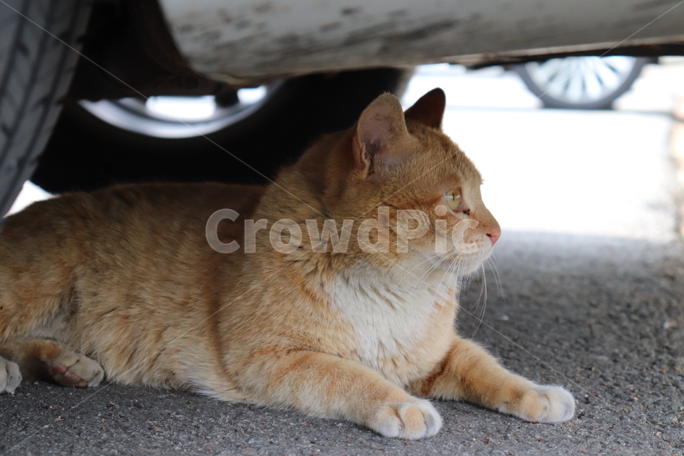 cat,고양이,동물,animal,길냥이,pet,멍,노랑이,옆모습,고양이측면,동물,animal,포유류,mammal,고양이,cat,kitten,kitty