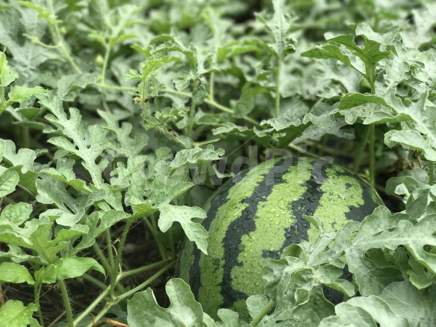 과일,수박,여름,수박밭,여름과일,음식,식재료,요리,food,cook,meal,dishes,food reserves,채소,야채,vegetables