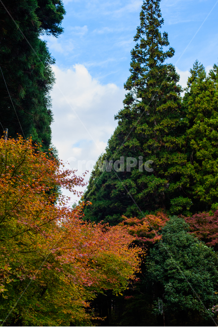 단풍,가을,식물,붉은,자연,풍경,산,일본,이바라키,계절,fall,낙엽,season,가을,계절,fall,autumn,season,tree,나무,plant,fir,전나무