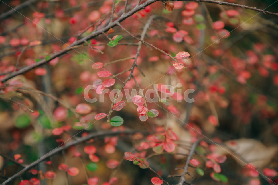 명자나무,꽃,풀,붉은,빨간,잎사귀,식물,자연,plants,nature