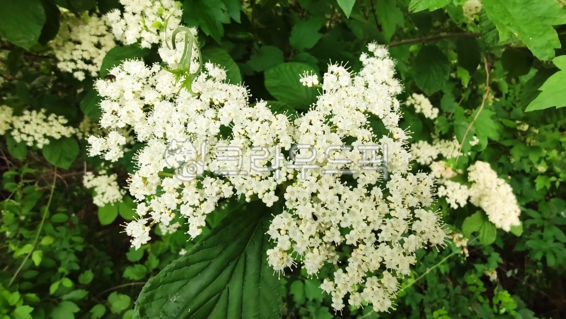 viburnum tree flower,blossom,viburnum tree,vegetation,broadleaf shrub,cyme inflorescence,flower,plant,vidumumdilatatum