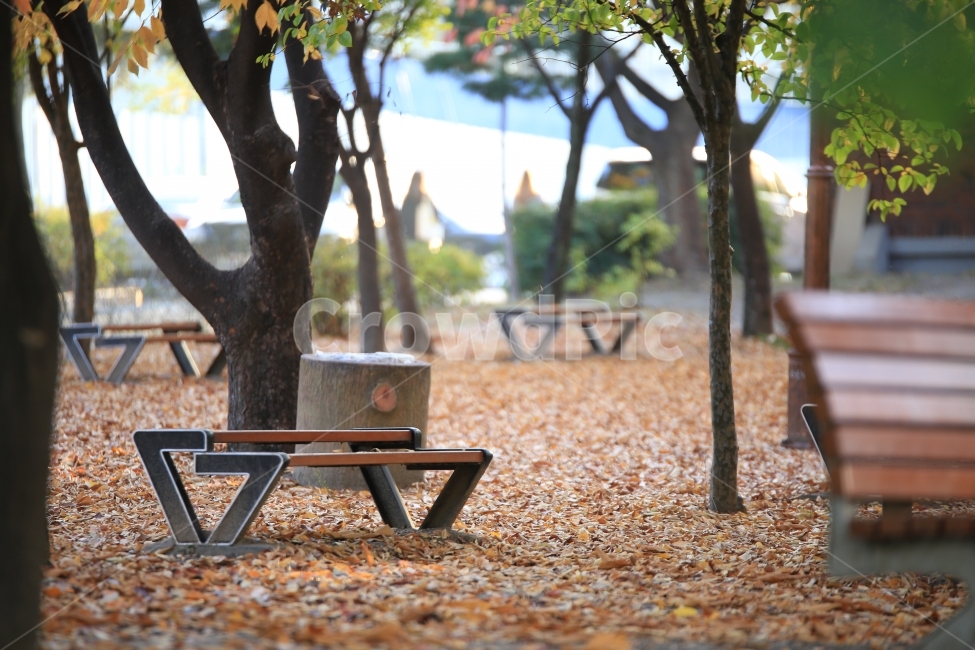 가을,단풍,밴치,감성,가을감성,fall,autumn,캠퍼스,경북대학교,경북대,경대,가을캠퍼스,가을,계절,fall,autumn,season,furniture,가구,bench,벤치,tree,나무,plant,식물,ground,바닥