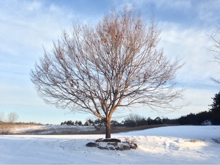 겨울,느티나무,풍경,자연,눈,나무,tree,겨울,계절,winter,season,식물,자연,plants,nature,나무,trees,wood