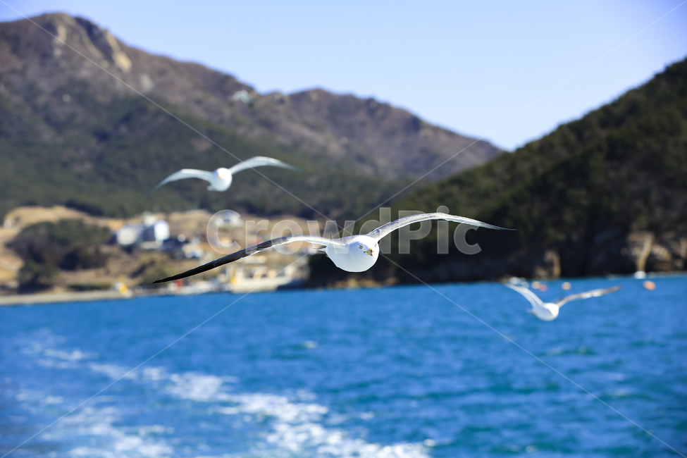 갈매기,조류,새,동물,날개,사냥,하늘,부리,bird,mewgull,commongull,부산갈매기,괭이갈매기,동물,animal,조류,새,birds