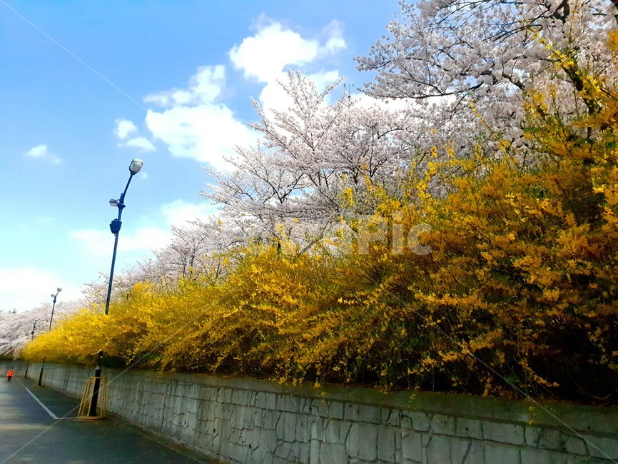 벚꽃,개나리,꽃,식물,봄,자연,plant,blossom,가로등,하늘,구름,주차장,담벼락