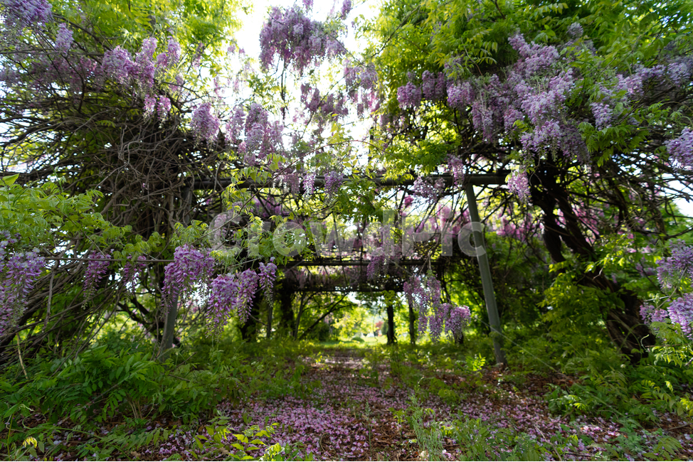 등나무꽃,등꽃,자연,wisteria,flower,하늘,구름,sky,식물,자연,plants,nature,꽃,flower