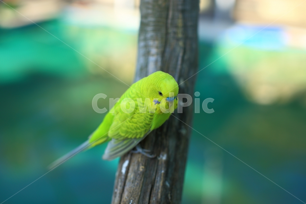 앵무새,풍경,동물,카나리아,자연,동물,animal,조류,새,birds