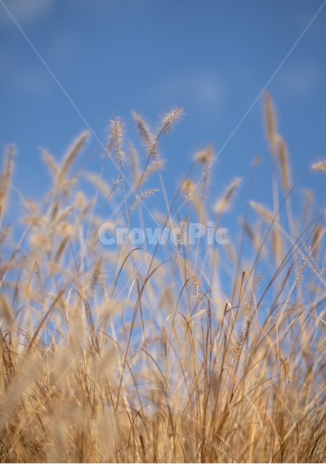 강아지풀,버들강아지,자연,풀,grass,잔디,plant,식물