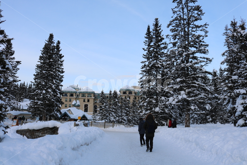 눈밭,설원,snow,rocky,rockymountains,canada,캐나다,풍경,겨울,winter,자연,nature,눈밭에있는사람,저녁,겨울,계절,winter,season,자연,풍경,nature,landscape,plant,식물,tree,나무,fir,전나무