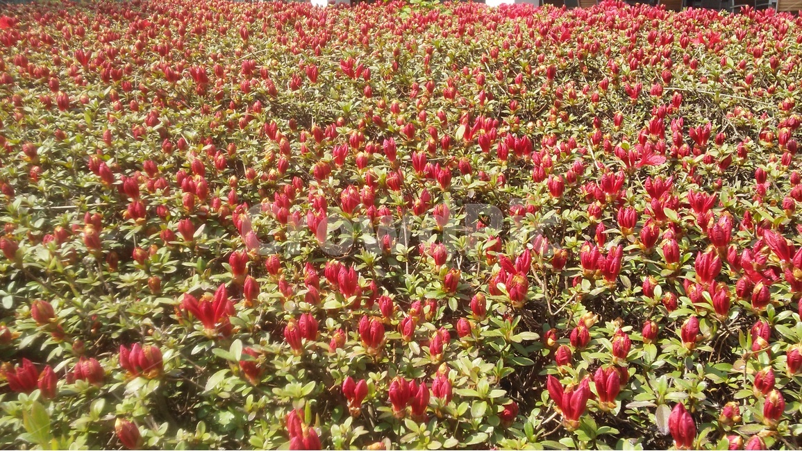 철쭉군락지,철쭉,꽃봉오리,철쭉꽃,봄꽃,철쭉군락,식물,자연,plants,nature,꽃,flower