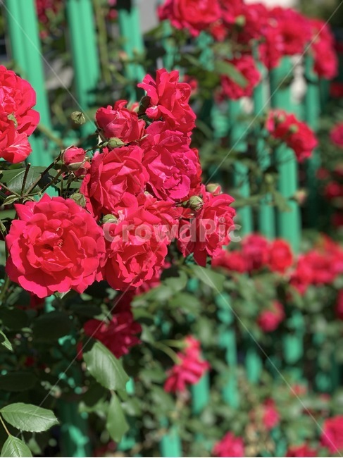 꽃,flower,자연,예쁜꽃,spring,봄,season