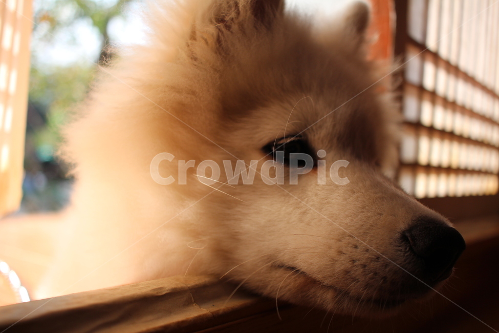 light,country dog,Emotion,samoyed,longing