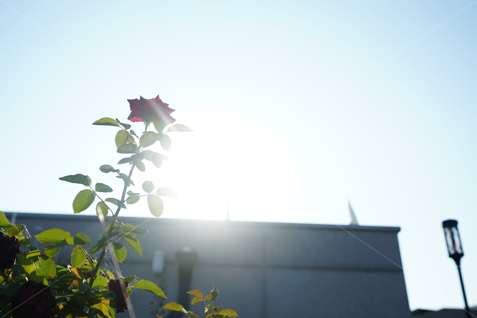 꽃,플라워,하늘,장미,식물,생물,생명,느낌,감성,여름,잎,빛,식물,자연,plants,nature,꽃,flower