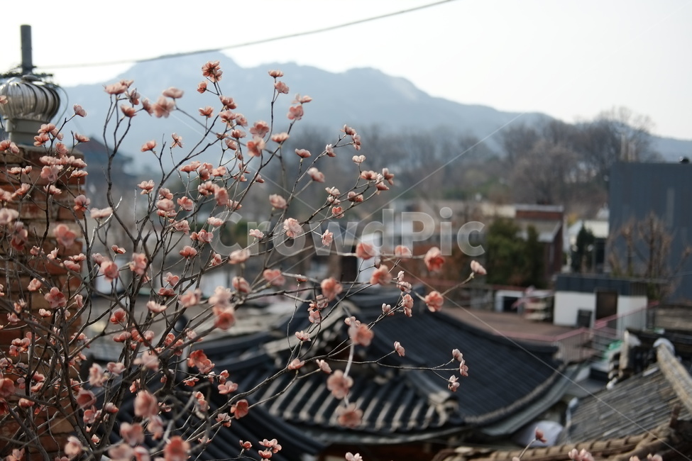 꽃,한옥,북촌,한옥마을,전통,traditional,hanok,bukchon,하늘,풍경,한국,서울,seoul,korea,북촌한옥마을,고즈넉함,조용함,옛것,sky,traditionalhouse,flower,산,mountain,봄,spring,한국전통,한국문화,korean traditional,korean culture,건축물,건물외관,exterior,building,structure,architecture,construction